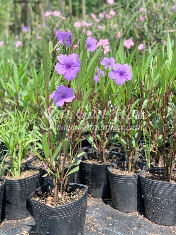 Cây Hoa Chiều Tím