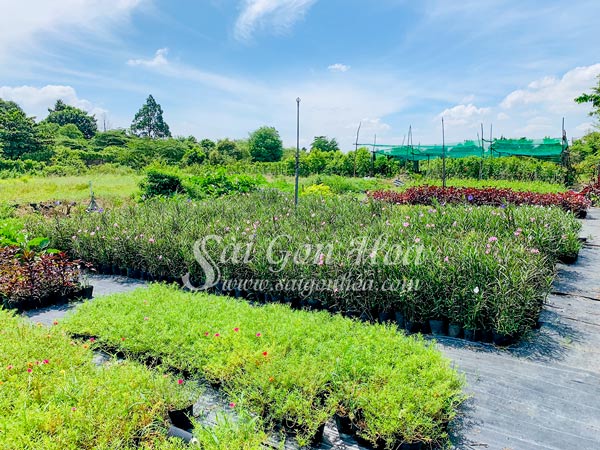 Cây Hoa Chiều Tím