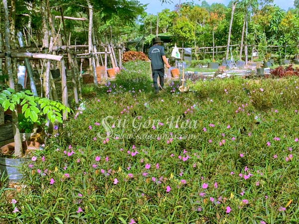 Cây Hoa Chiều Tím