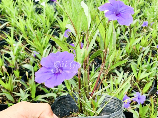 Cây Hoa Chiều Tím