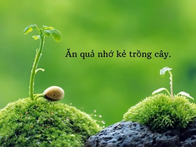 Chim có tổ người có tông’ nghĩa là gì? 5