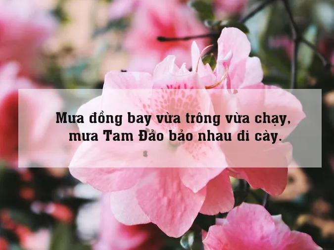 Giải nghĩa câu “chớp đông nhay nháy gà gáy thì mưa” 3