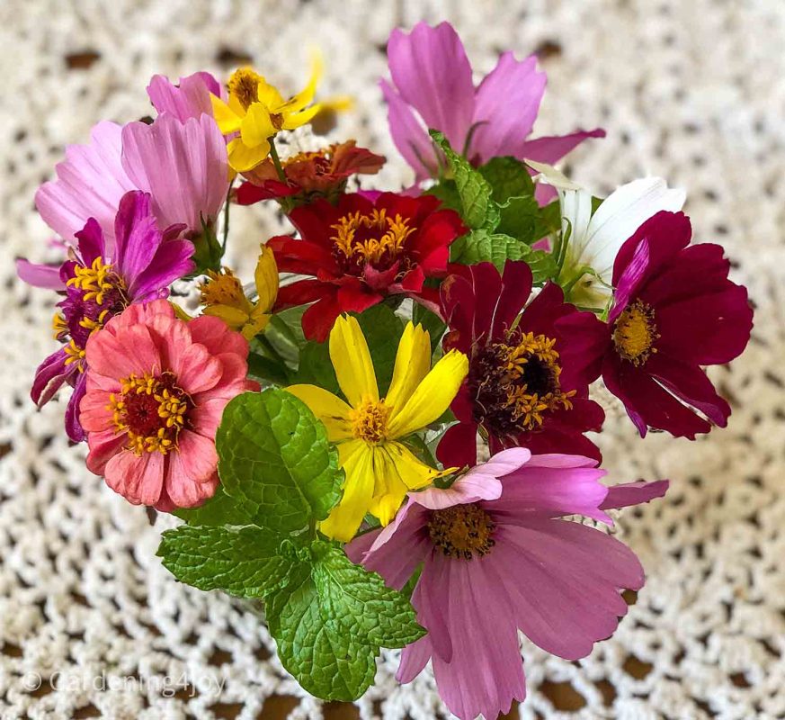 How to grow cosmos flowers, the complete guide