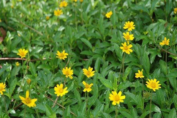Liều lượng sử dụng cây cúc dại như thế nào?