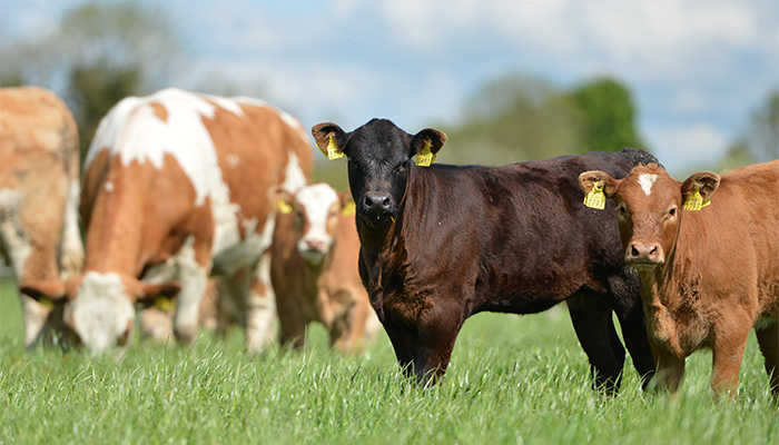 Grange Maternal Herd update: 88% submitted for AI in the first 21 days of breeding