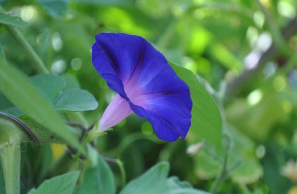 Dịch thuật: Nguồn gốc họ Bành (Bách gia tính)