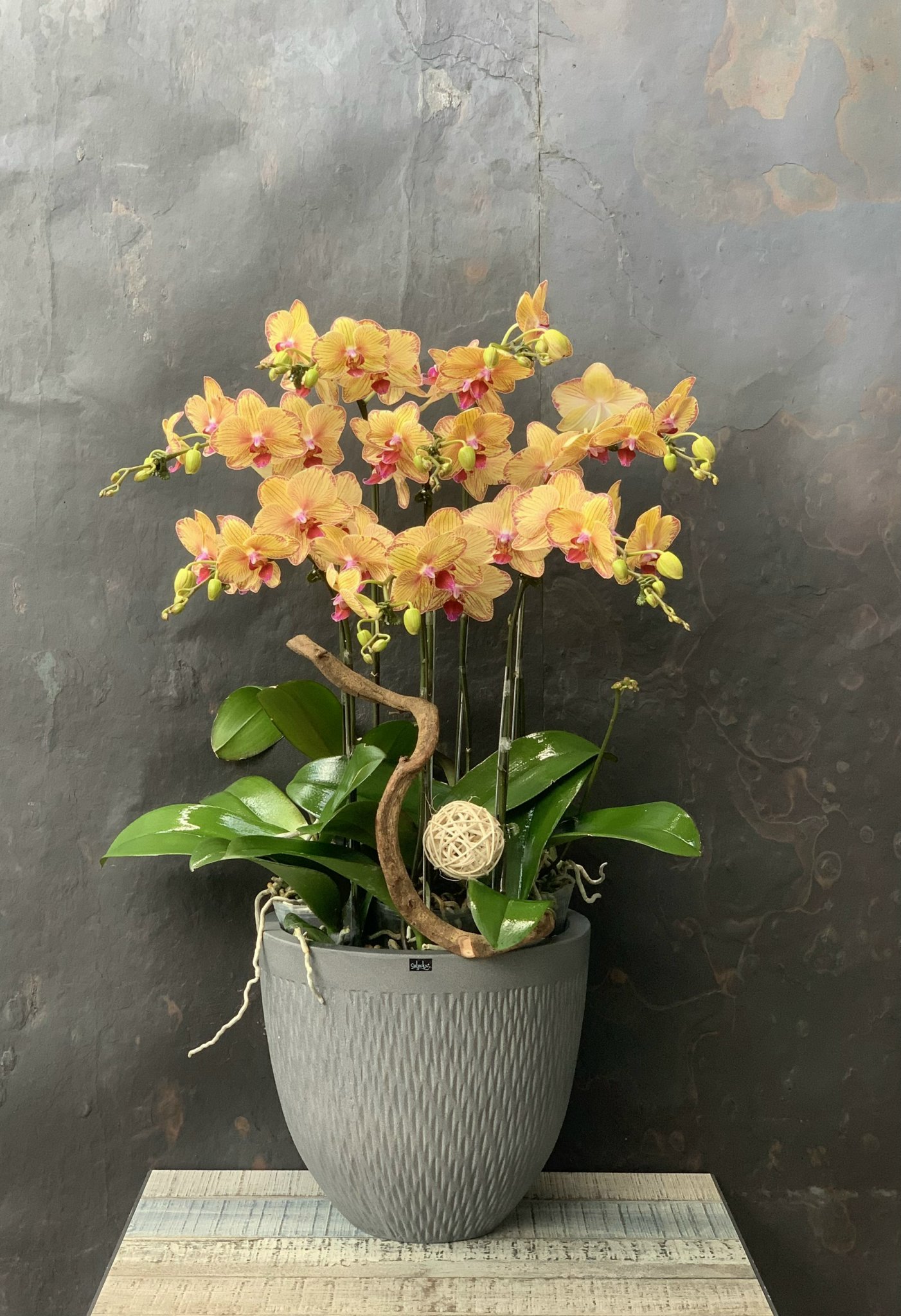 Hoa Lan hồ điệp đại là gì ? Những điều bạn cần biết về lan hồ điệp đại.