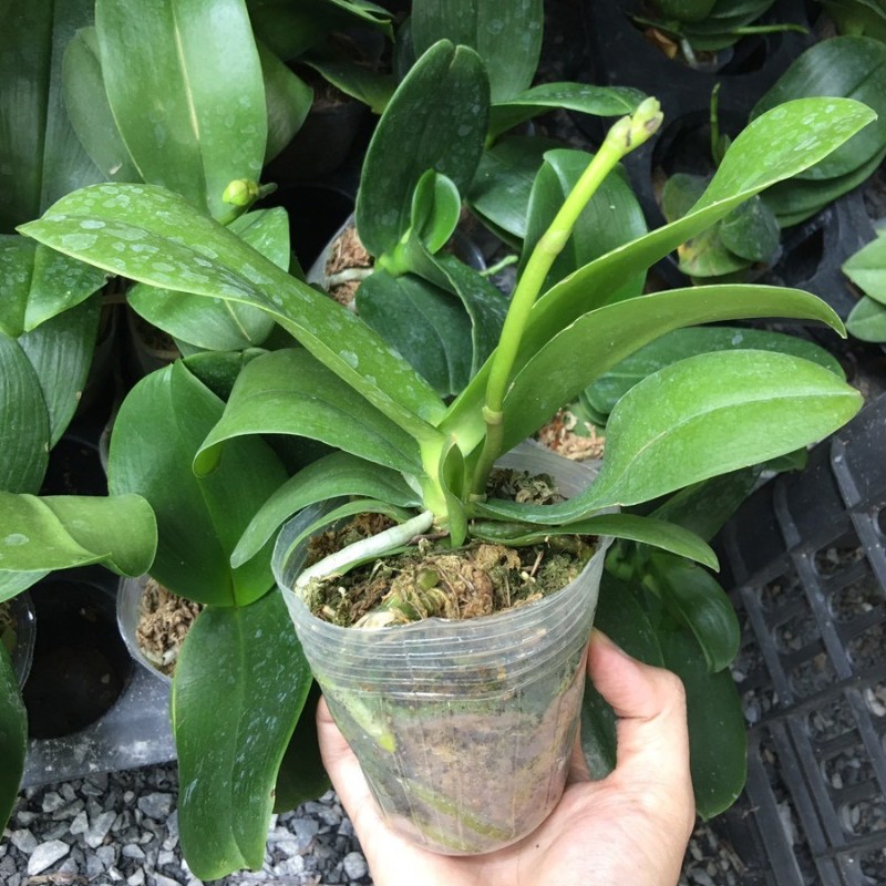 Hoa Lan hồ điệp đại là gì ? Những điều bạn cần biết về lan hồ điệp đại.