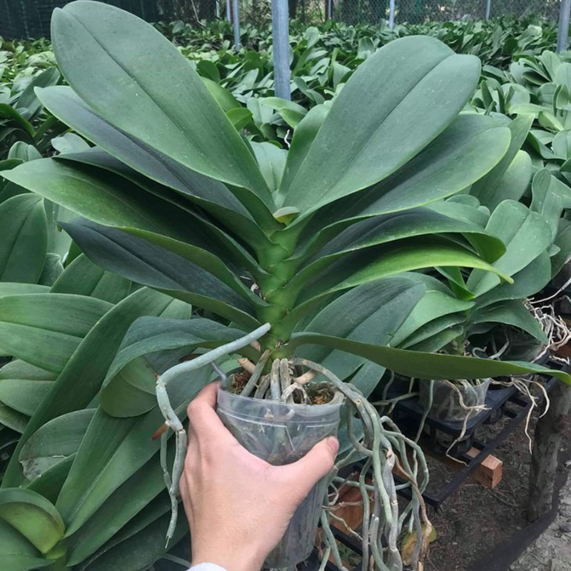 Hoa Lan hồ điệp đại là gì ? Những điều bạn cần biết về lan hồ điệp đại.