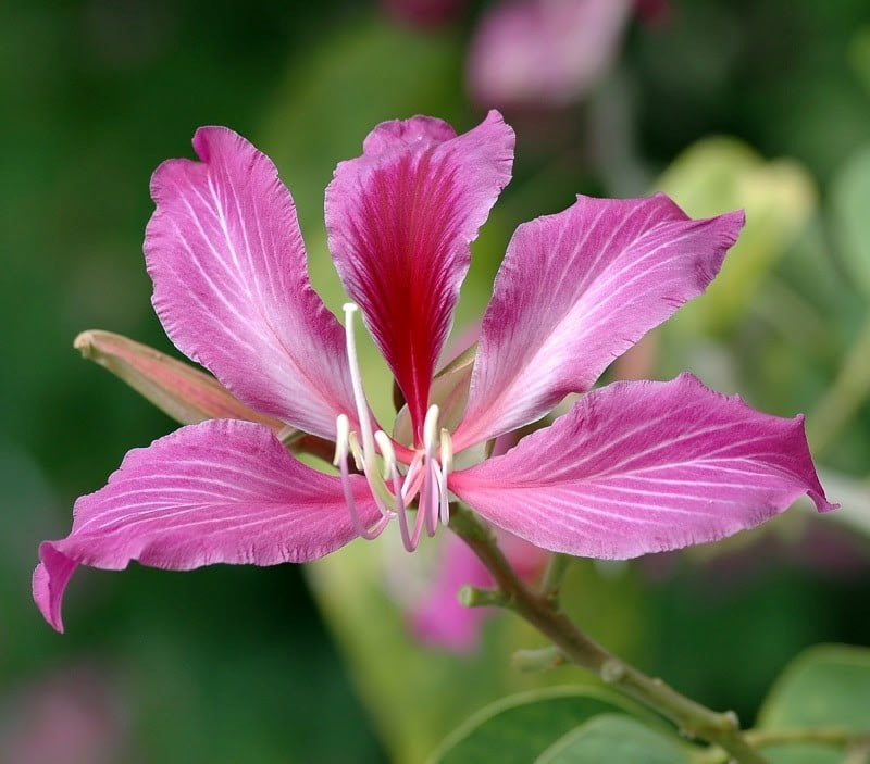 Tên gọi thường thấy