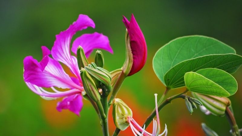 Nguồn gốc và xuất xứ