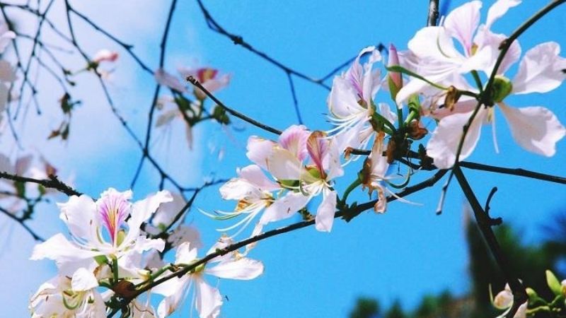 Ý nghĩa của hoa dương tử kinh