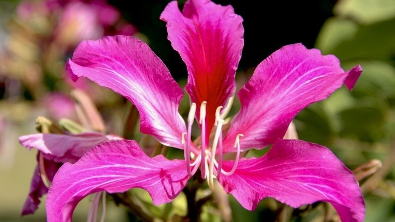 Giới thiệu chi tiết về hoa dương tử kinh – Ý nghĩa và công dụng