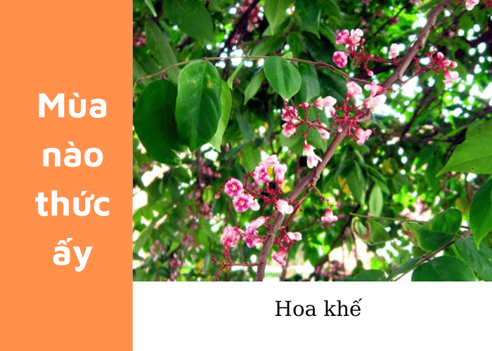 [MÙA NÀO THỨC NẤY] Mùa của khế là khi nào? Khi nào thì có khế xào gừng, khế sấy dẻo?