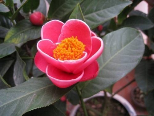 Hình ảnh hoa hải đường