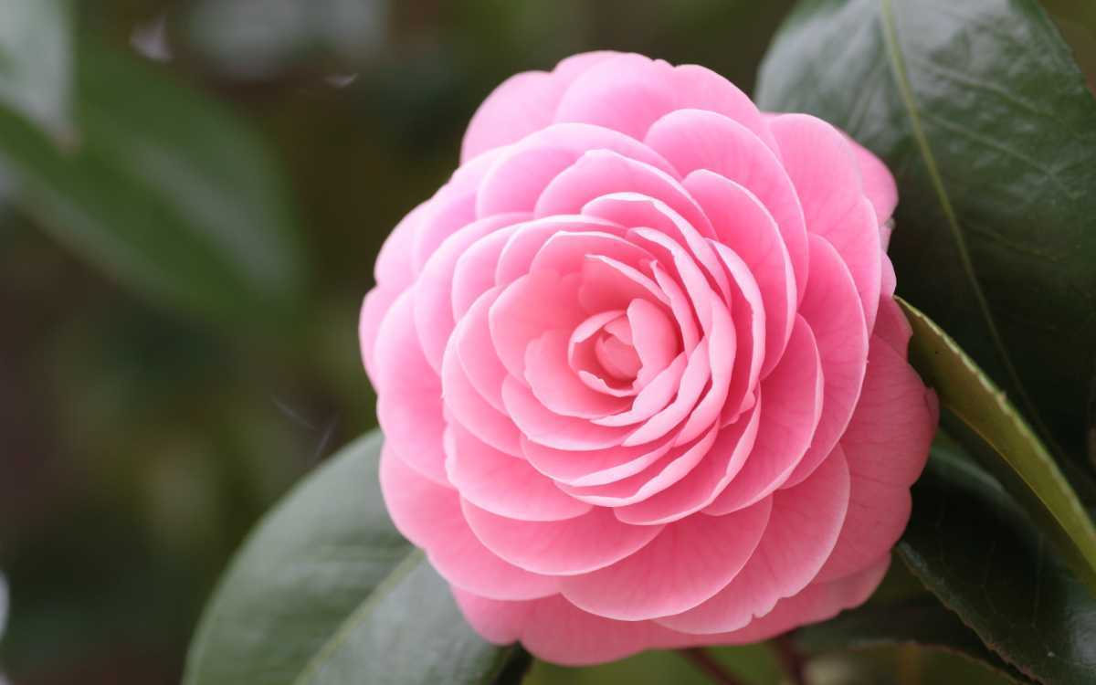 Hoa hải đường