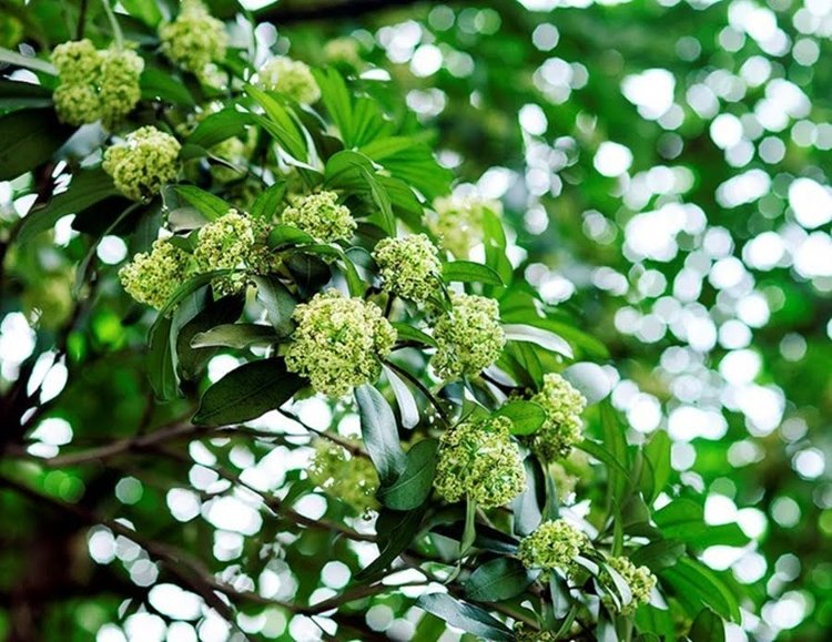 Hoa sữa