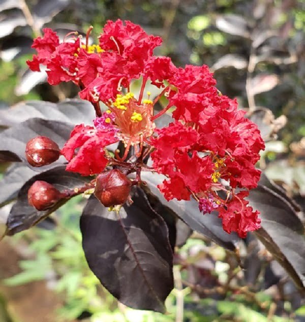 Tường vi đỏ