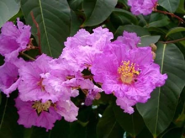 Tường vi tím