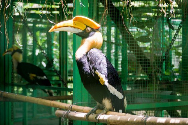 Hồng hoàng - loài chim mỏ sừng độc đáo