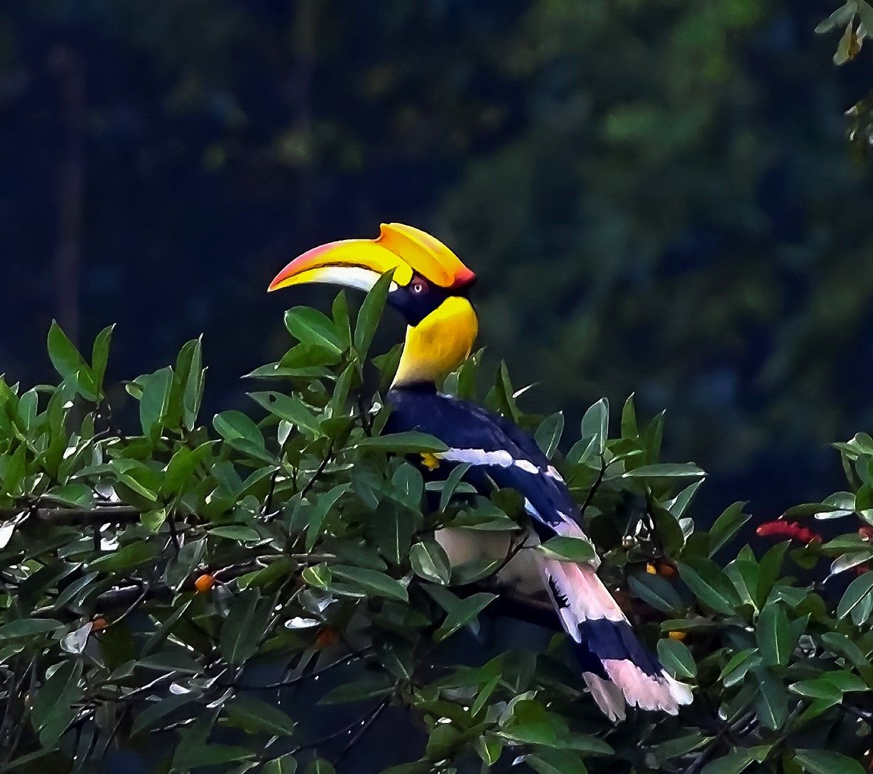 Hồng hoàng - loài chim mỏ sừng độc đáo