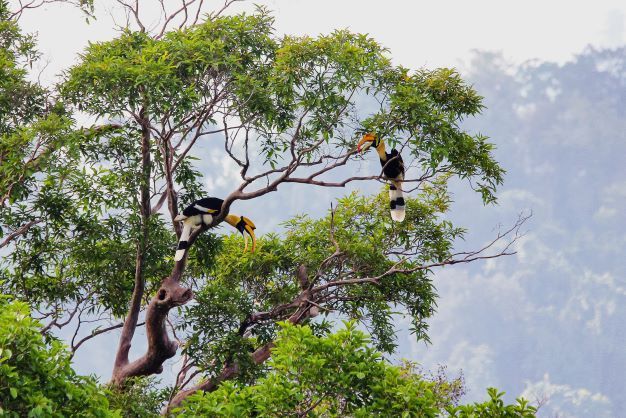 Hồng hoàng - loài chim mỏ sừng độc đáo