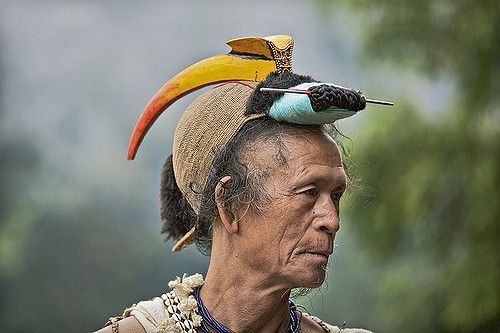 Hồng hoàng - loài chim mỏ sừng độc đáo