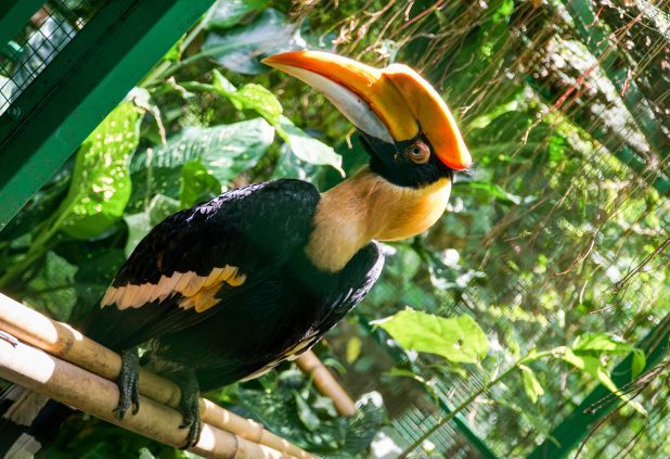 Hồng hoàng – loài chim mỏ sừng độc đáo