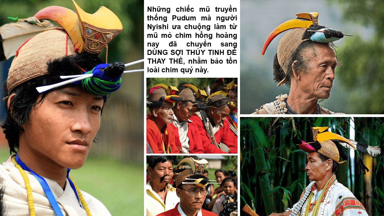 Hồng hoàng - loài chim mỏ sừng độc đáo