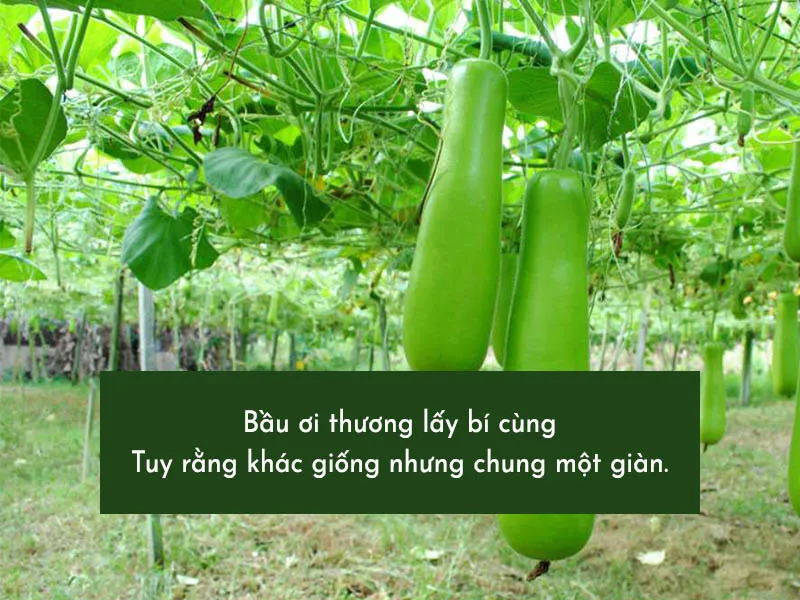 Thành ngữ “Máu chảy ruột mềm” và bài học về sự yêu thương 4