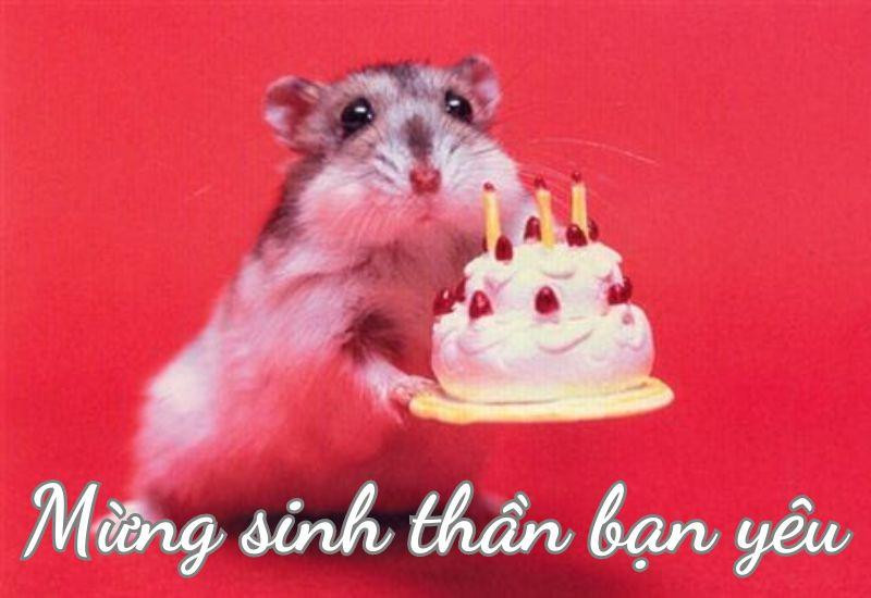 Chúc mừng sinh nhật meme