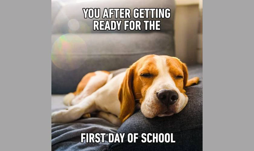 Back to School meme vui vẻ