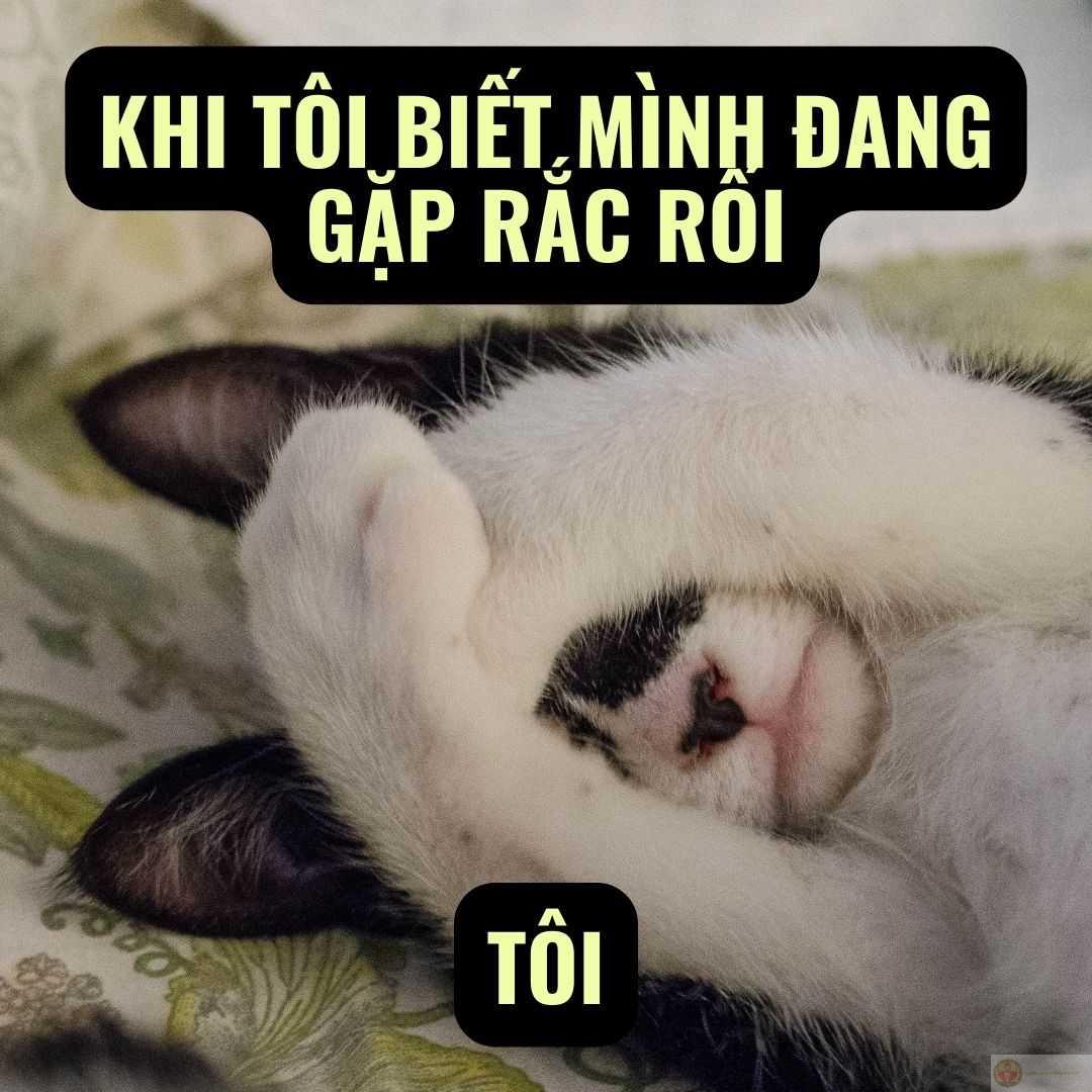 Ảnh meme khóc