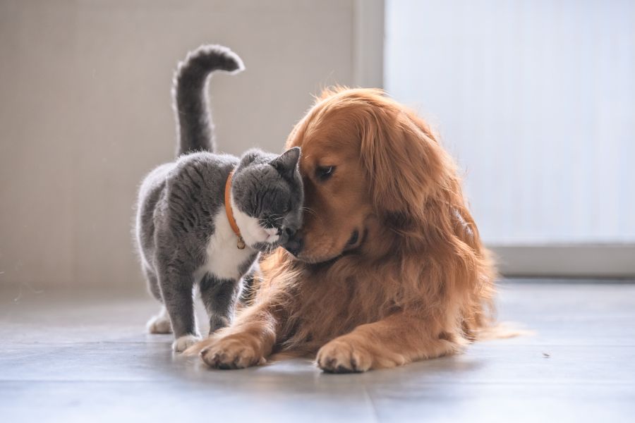 Nuôi thêm một vài chú mèo, chó đáng yêu bầu bạn sẽ khiến mèo vui vẻ, hoạt bát hơn.