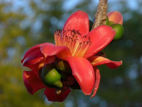 Hoa Mộc Miên - Đặc điểm, ý nghĩa, công dụng và cách trồng