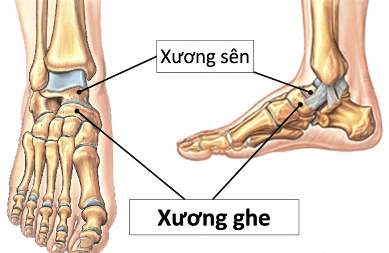 Hình ảnh vị trí của xương ghe. Ảnh minh họa