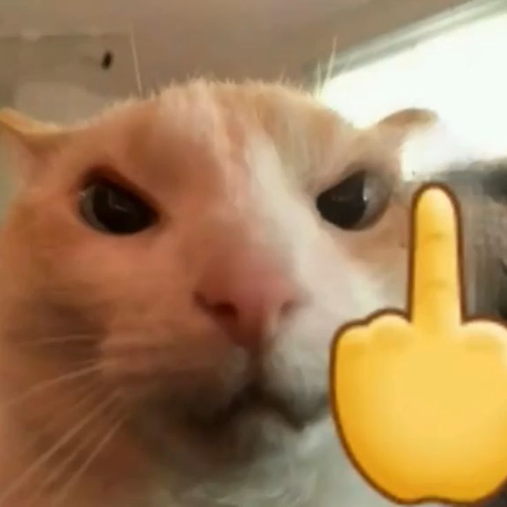 Meme đỏ ngón giữa