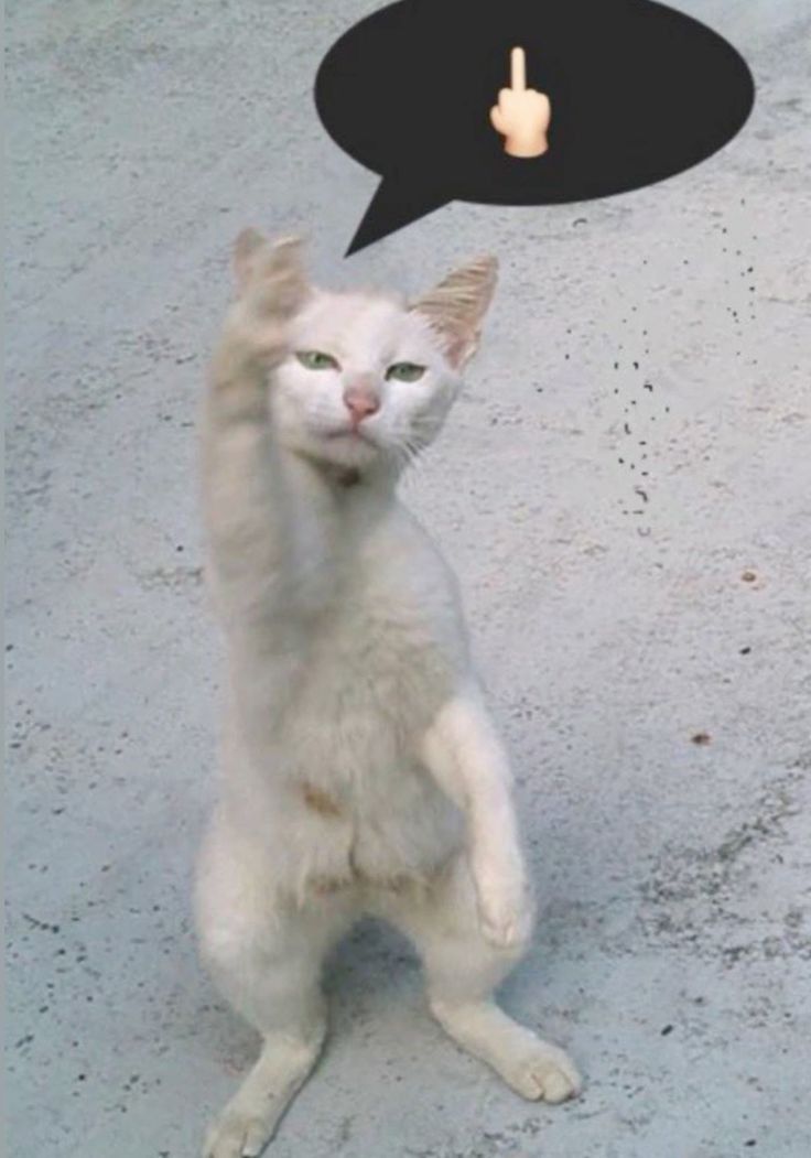 Ảnh ngón tay giữa meme cảm hứng