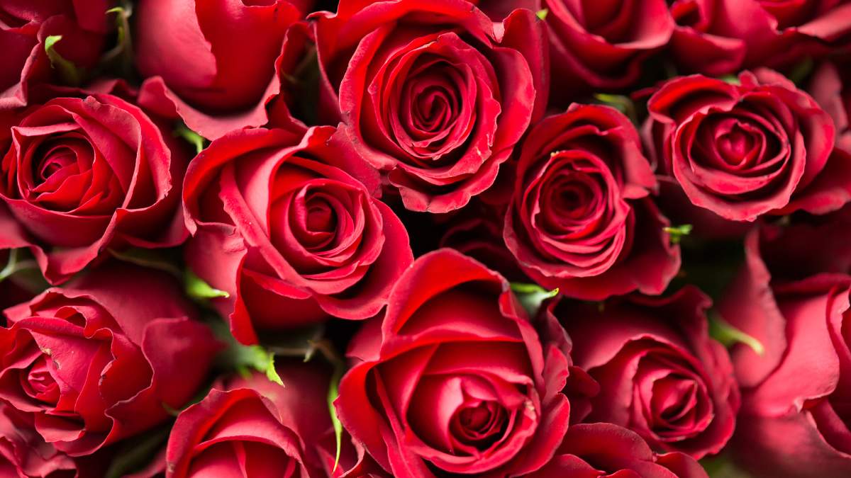 Quà valentine cho vợ - Hoa hồng