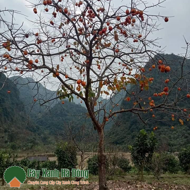 Cây Hồng Tết (Hồng Quả Đỏ)