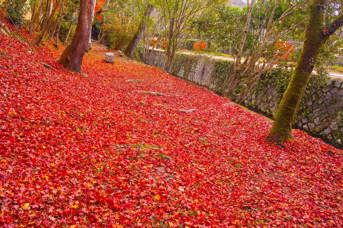 Đường Triết Học Kyoto: 2km Từ Ginkakuji Đến Nanzenji
