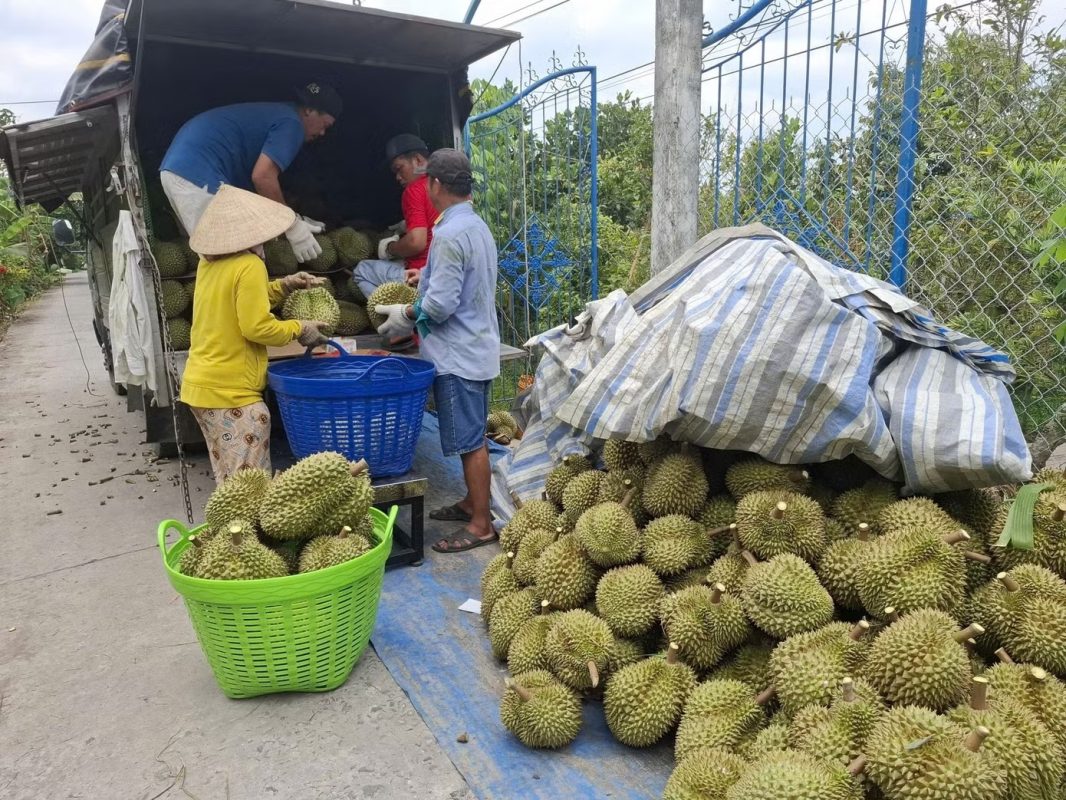 Sầu riêng rớt giá thê thảm