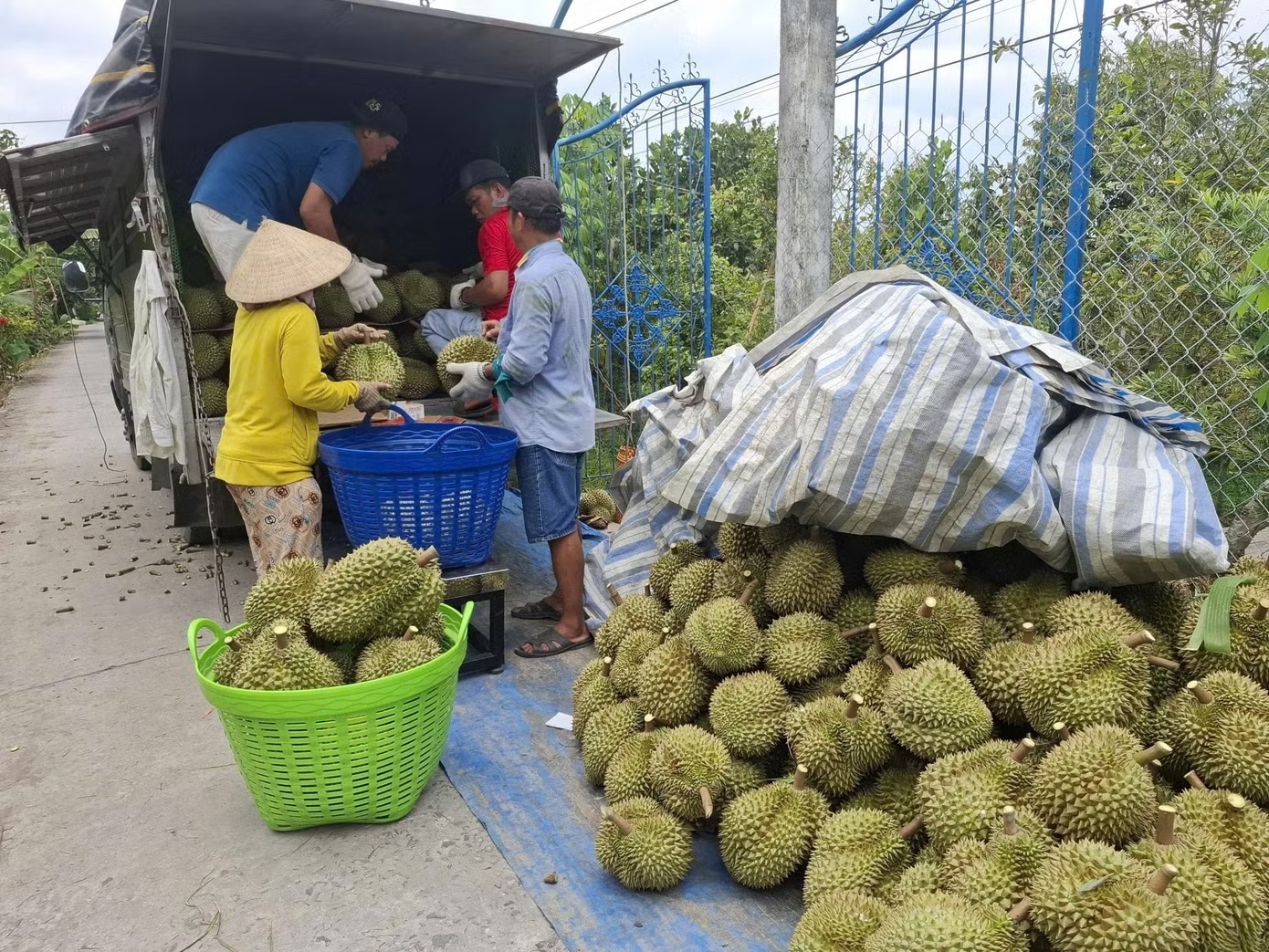 sau rieng rot gia anh 1