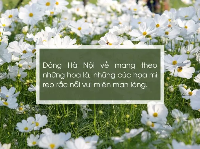 100 status về cúc họa mi, cap về cúc họa mi hay, đong đầy cảm xúc