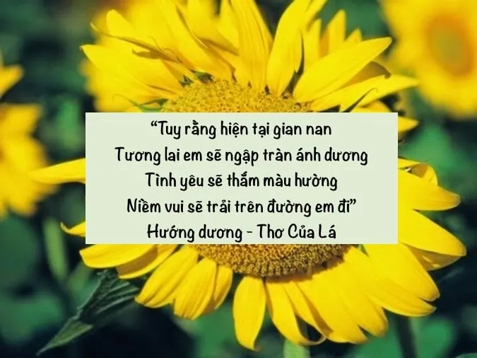 Những bài thơ về hoa hướng dương - loài hoa mặt trời 2