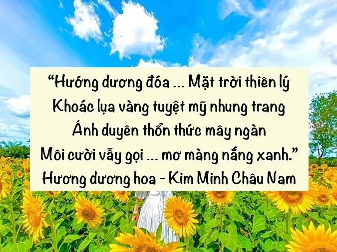 Những bài thơ về hoa hướng dương - loài hoa mặt trời 4