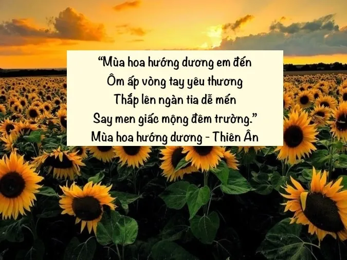 17 bài thơ về hoa hướng dương loài hoa luôn hướng về mặt trời