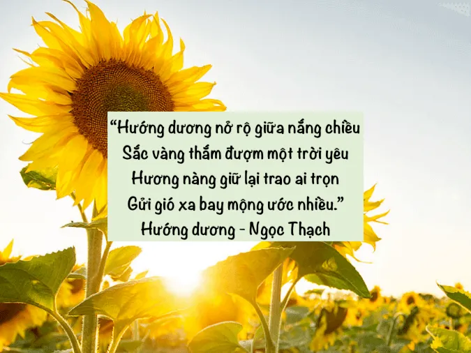 Những bài thơ về hoa hướng dương - loài hoa mặt trời 3