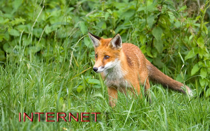 FOX-XXY-6