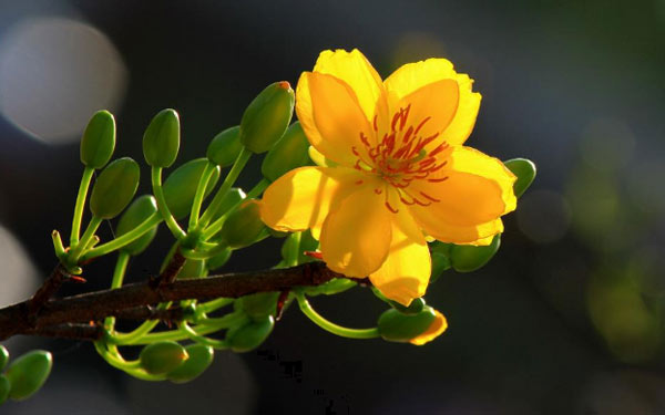 Mai vàng ngày Tết